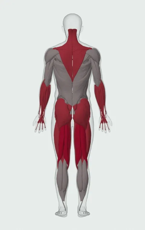 Sumo Deadlift with Chains: the muscles it trains, from behind. Primary — Biceps Femoris (Long Head), Biceps Femoris (Short Head), Semitendinosus and Semimembranosus. Also worked — Gluteus Medius, Gluteus Minimus, Tensor Fasciae Latae, Adductor Magnus and 16 more.