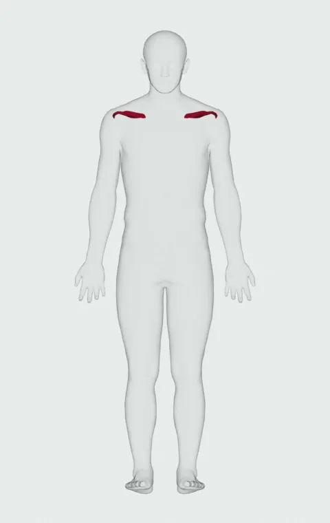 Supraspinatus highlighted on an anatomical figure, from behind.