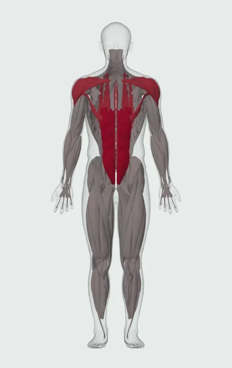 Suspended Fallout: the muscles it trains, from the front. Primary — Rectus Abdominis. Also worked — Clavicular Head, Sternocostal Head, Abdominal Head, Erector Spinae and 3 more. Sternocostal Head is lifted away in this view to show what lies beneath.