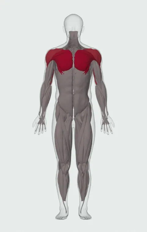 Suspended Push-Up: the muscles it trains, from the front. Primary — Clavicular Head, Sternocostal Head and Abdominal Head. Also worked — Anterior Deltoid, Lateral Deltoid, Posterior Deltoid, Long Head and 2 more.