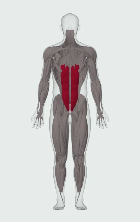 Suspended Reverse Crunch: the muscles it trains, from the front. Primary — Rectus Abdominis.