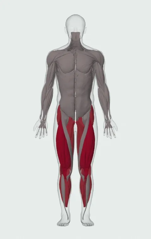 Suspended Split Squat: the muscles it trains, from the front. Primary — Rectus Femoris, Vastus Lateralis, Vastus Medialis and Vastus Intermedius. Also worked — Gluteus Medius, Gluteus Minimus, Tensor Fasciae Latae, Adductor Magnus and 10 more.