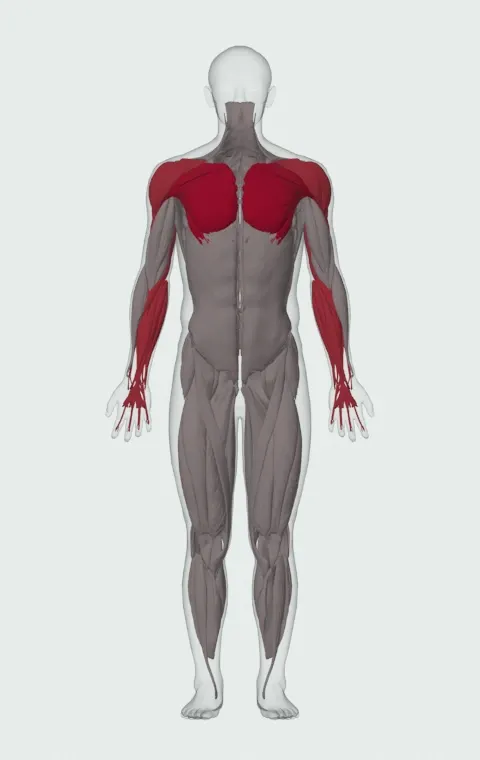Svend Press: the muscles it trains, from the front. Primary — Clavicular Head, Sternocostal Head and Abdominal Head. Also worked — Forearm Flexors, Forearm Extensors, Anterior Deltoid, Lateral Deltoid and 4 more.