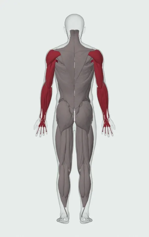 Svend Press: the muscles it trains, from behind. Primary — Clavicular Head, Sternocostal Head and Abdominal Head. Also worked — Forearm Flexors, Forearm Extensors, Anterior Deltoid, Lateral Deltoid and 4 more.
