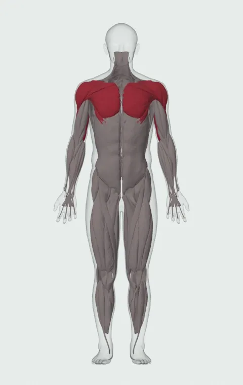 Tate Press: the muscles it trains, from the front. Primary — Long Head, Lateral Head and Medial Head. Also worked — Clavicular Head, Sternocostal Head, Abdominal Head, Anterior Deltoid and 2 more.