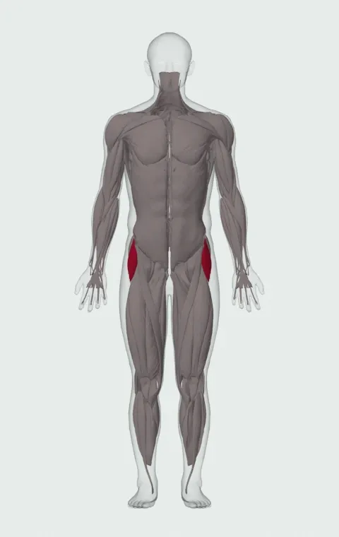 Tensor Fasciae Latae highlighted on an anatomical figure, from the front.