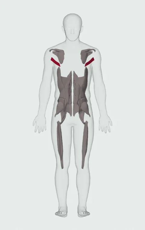 Teres Major highlighted on an anatomical figure, from behind.