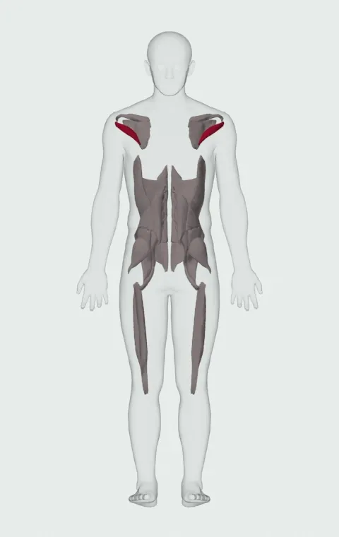 Teres Minor highlighted on an anatomical figure, from behind.