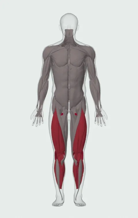 Three-Point Sprint Start: the muscles it trains, from the front. Primary — Biceps Femoris (Long Head), Biceps Femoris (Short Head), Semitendinosus and Semimembranosus. Also worked — Gastrocnemius, Soleus, Rectus Femoris, Vastus Lateralis and 2 more.