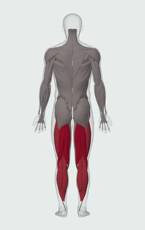 Three-Point Sprint Start: the muscles it trains, from behind. Primary — Biceps Femoris (Long Head), Biceps Femoris (Short Head), Semitendinosus and Semimembranosus. Also worked — Gastrocnemius, Soleus, Rectus Femoris, Vastus Lateralis and 2 more.