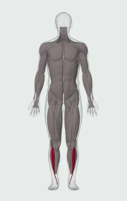 Shins highlighted on an anatomical figure, from the front.