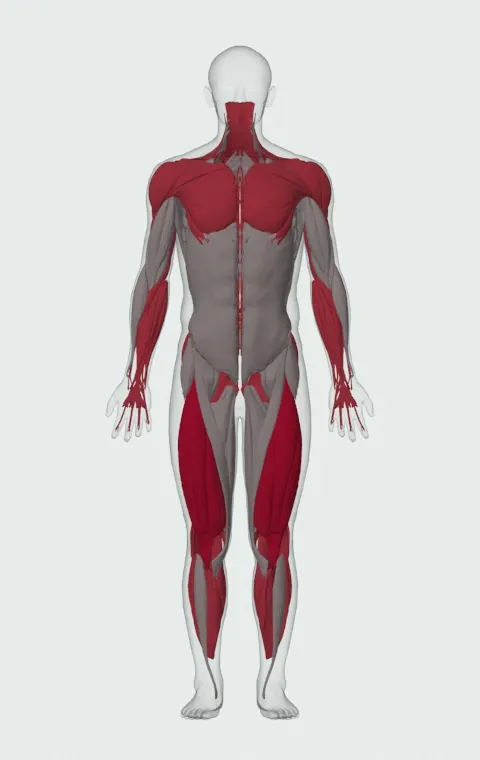 Tire Flip: the muscles it trains, from the front. Primary — Rectus Femoris, Vastus Lateralis, Vastus Medialis and Vastus Intermedius. Also worked — Gastrocnemius, Soleus, Clavicular Head, Sternocostal Head and 20 more.