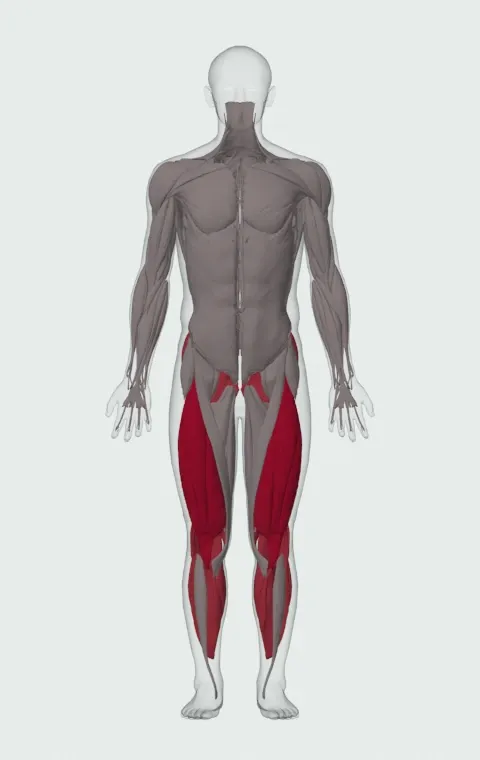 Trail Running: the muscles it trains, from the front. Primary — Rectus Femoris, Vastus Lateralis, Vastus Medialis and Vastus Intermedius. Also worked — Gastrocnemius, Soleus, Gluteus Maximus, Gluteus Medius and 5 more.