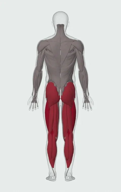 Trail Running: the muscles it trains, from behind. Primary — Rectus Femoris, Vastus Lateralis, Vastus Medialis and Vastus Intermedius. Also worked — Gastrocnemius, Soleus, Gluteus Maximus, Gluteus Medius and 5 more.