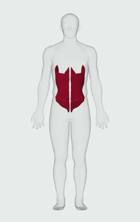 Transversus Abdominis highlighted on an anatomical figure, from the front.
