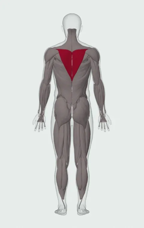 Lower Trapezius highlighted on an anatomical figure, from behind.
