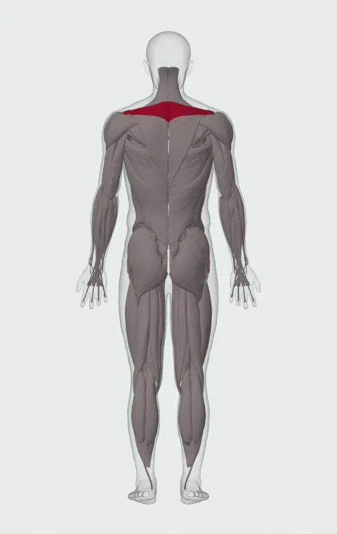 Middle Trapezius highlighted on an anatomical figure, from behind.