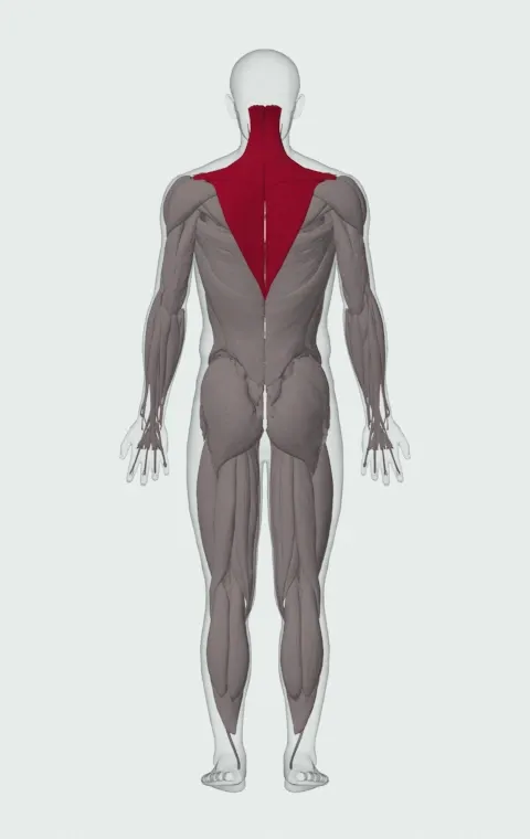 Traps: its 3 muscles highlighted on an anatomical figure, from behind — Upper Trapezius, Middle Trapezius and Lower Trapezius.