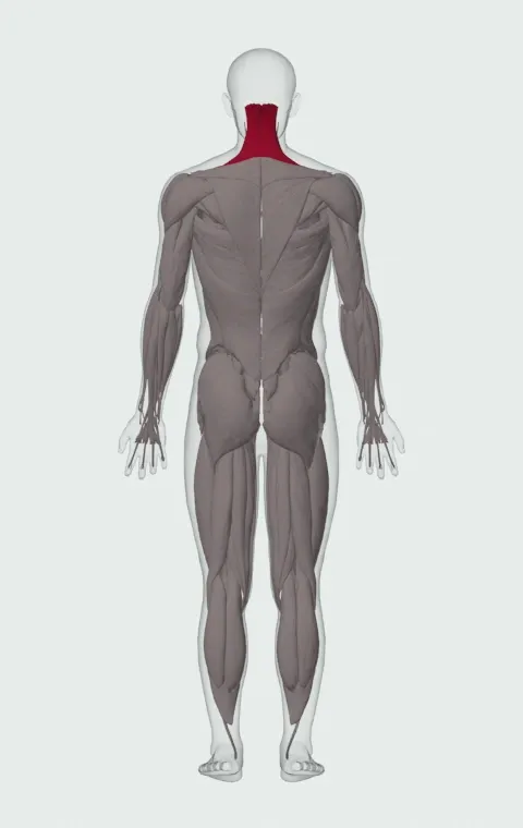 Upper Trapezius highlighted on an anatomical figure, from behind.