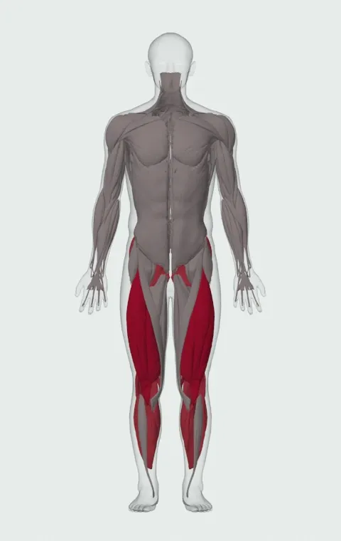 Treadmill Running: the muscles it trains, from the front. Primary — Rectus Femoris, Vastus Lateralis, Vastus Medialis and Vastus Intermedius. Also worked — Gastrocnemius, Soleus, Gluteus Maximus, Gluteus Medius and 5 more.