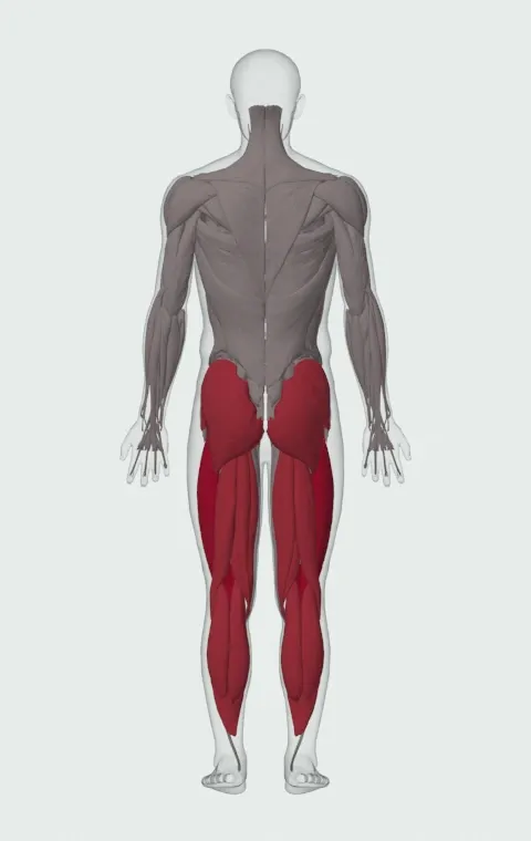 Treadmill Running: the muscles it trains, from behind. Primary — Rectus Femoris, Vastus Lateralis, Vastus Medialis and Vastus Intermedius. Also worked — Gastrocnemius, Soleus, Gluteus Maximus, Gluteus Medius and 5 more.