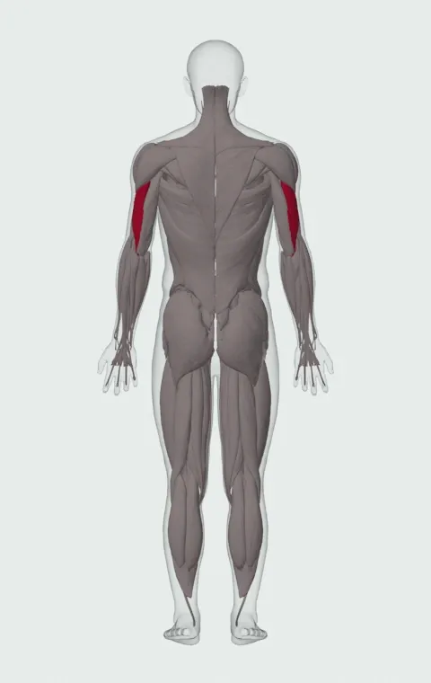 Lateral Head highlighted on an anatomical figure, from behind.