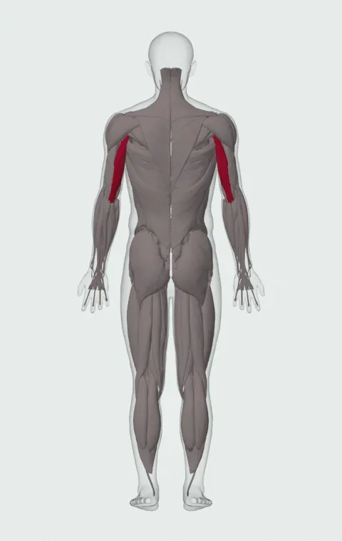 Long Head highlighted on an anatomical figure, from behind.