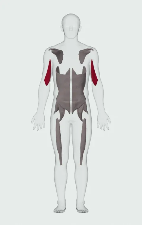 Medial Head highlighted on an anatomical figure, from the front.