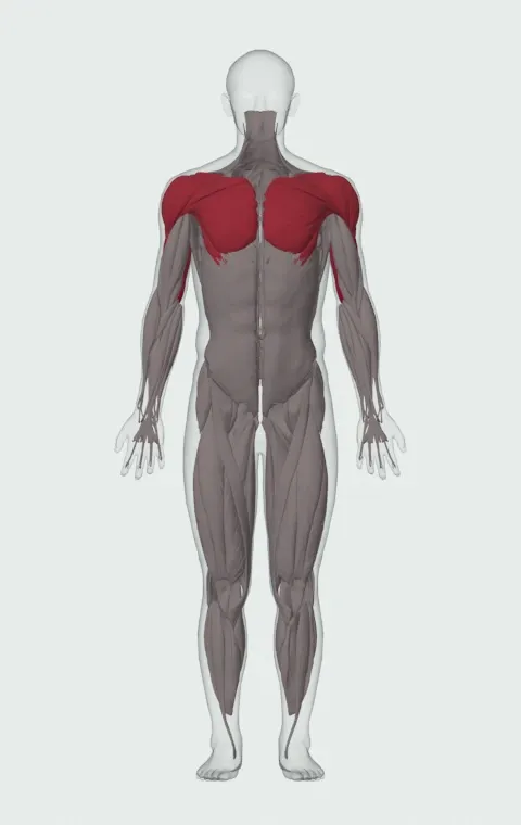 Triceps Dip Machine: the muscles it trains, from the front. Primary — Long Head, Lateral Head and Medial Head. Also worked — Clavicular Head, Sternocostal Head, Abdominal Head, Anterior Deltoid and 2 more.