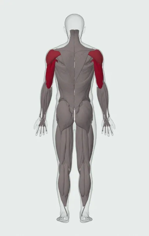 Triceps Dip Machine: the muscles it trains, from behind. Primary — Long Head, Lateral Head and Medial Head. Also worked — Clavicular Head, Sternocostal Head, Abdominal Head, Anterior Deltoid and 2 more.