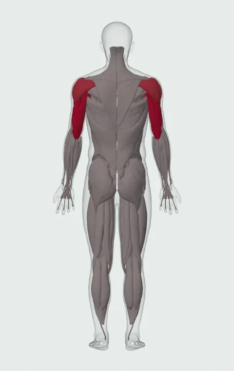 Triceps Dip: the muscles it trains, from behind. Primary — Long Head, Lateral Head and Medial Head. Also worked — Clavicular Head, Sternocostal Head, Abdominal Head, Anterior Deltoid and 2 more.