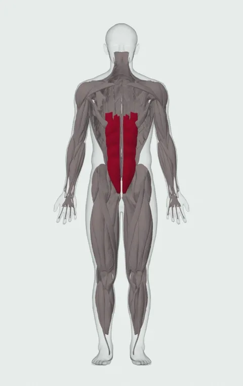 Tuck Crunch: the muscles it trains, from the front. Primary — Rectus Abdominis.
