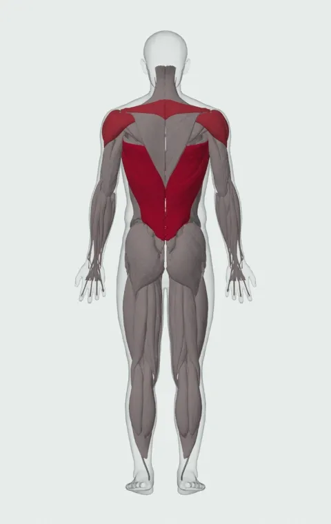 Underhand Lat Pulldown: the muscles it trains, from behind. Primary — Latissimus Dorsi. Also worked — Long Head, Short Head, Rhomboid Major, Rhomboid Minor and 4 more.