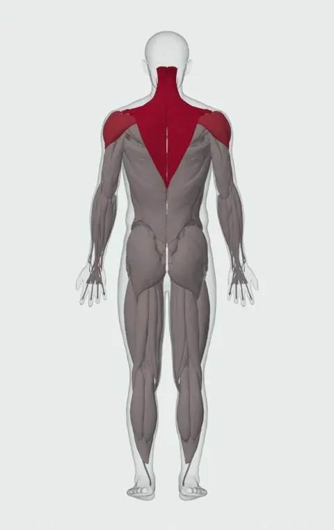 Upright Cable Row: the muscles it trains, from behind. Primary — Upper Trapezius, Middle Trapezius and Lower Trapezius. Also worked — Anterior Deltoid, Lateral Deltoid and Posterior Deltoid.