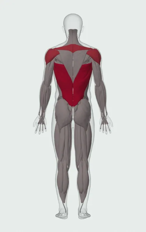V-Bar Lat Pulldown: the muscles it trains, from behind. Primary — Latissimus Dorsi. Also worked — Long Head, Short Head, Rhomboid Major, Rhomboid Minor and 4 more.