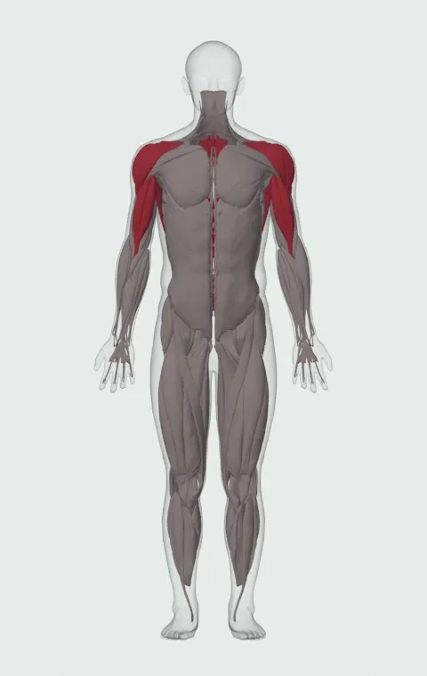 V-Bar Pullup: the muscles it trains, from the front. Primary — Latissimus Dorsi. Also worked — Long Head, Short Head, Rhomboid Major, Rhomboid Minor and 4 more.
