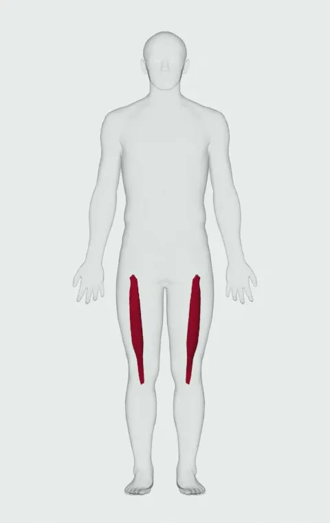 Vastus Intermedius highlighted on an anatomical figure, from the front.