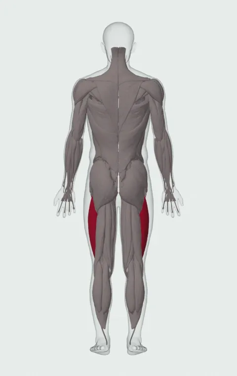 Vastus Lateralis highlighted on an anatomical figure, from behind.