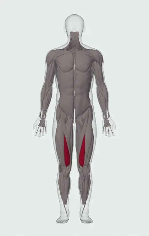 Vastus Medialis highlighted on an anatomical figure, from the front.
