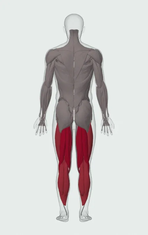 Walking Claw Drill: the muscles it trains, from behind. Primary — Biceps Femoris (Long Head), Biceps Femoris (Short Head), Semitendinosus and Semimembranosus. Also worked — Gastrocnemius, Soleus, Rectus Femoris, Vastus Lateralis and 2 more.