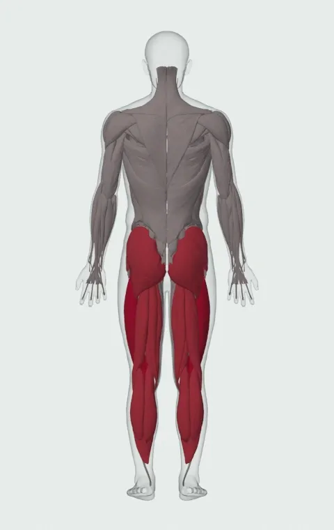 Walking Lunge: the muscles it trains, from behind. Primary — Rectus Femoris, Vastus Lateralis, Vastus Medialis and Vastus Intermedius. Also worked — Gastrocnemius, Soleus, Gluteus Maximus, Gluteus Medius and 5 more.