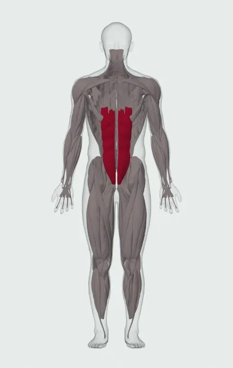 Weighted Crunch: the muscles it trains, from the front. Primary — Rectus Abdominis.