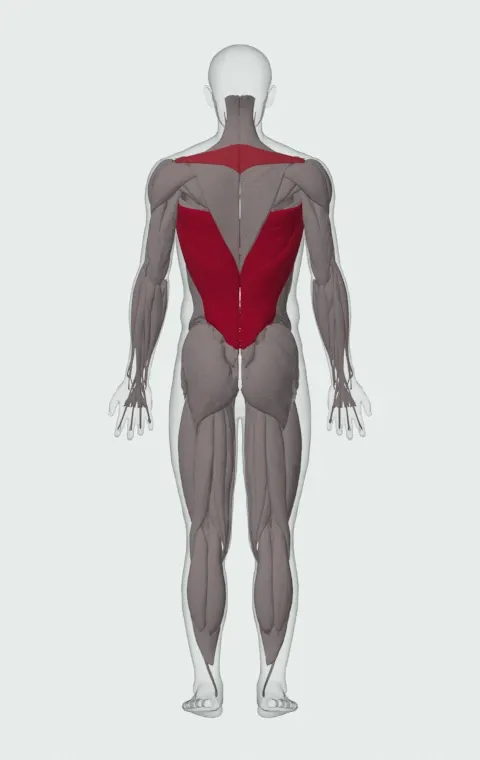 Weighted Pull-Up: the muscles it trains, from behind. Primary — Latissimus Dorsi. Also worked — Long Head, Short Head, Rhomboid Major, Rhomboid Minor and 1 more.