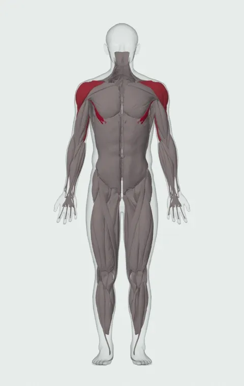 Wide-Grip Decline Barbell Bench Press: the muscles it trains, from the front. Primary — Abdominal Head. Also worked — Anterior Deltoid, Lateral Deltoid, Posterior Deltoid, Long Head and 2 more.