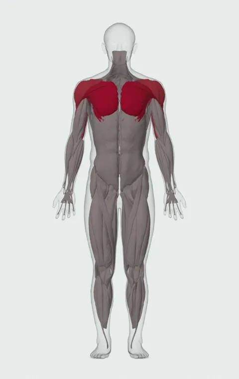 Wide-Grip Decline Barbell Pullover: the muscles it trains, from the front. Primary — Clavicular Head, Sternocostal Head and Abdominal Head. Also worked — Anterior Deltoid, Lateral Deltoid, Posterior Deltoid, Long Head and 3 more.
