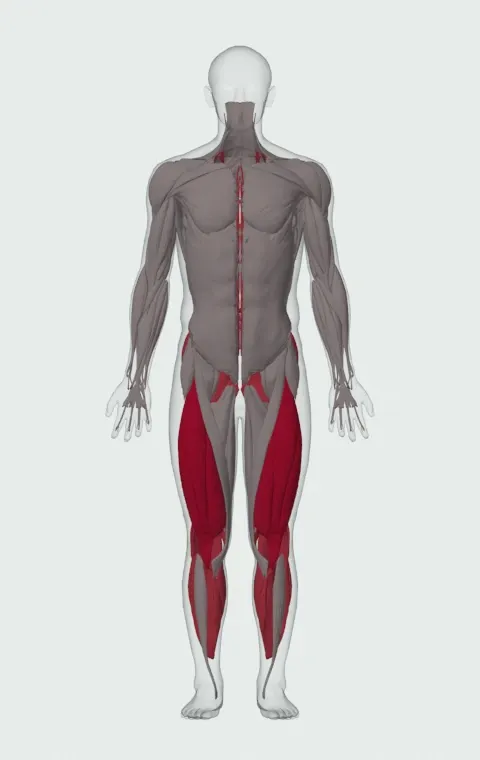 Wide Stance Barbell Squat: the muscles it trains, from the front. Primary — Rectus Femoris, Vastus Lateralis, Vastus Medialis and Vastus Intermedius. Also worked — Gastrocnemius, Soleus, Gluteus Maximus, Gluteus Medius and 6 more.