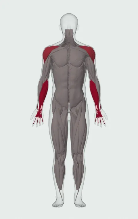 Wrist Roller: the muscles it trains, from the front. Primary — Forearm Flexors and Forearm Extensors. Also worked — Anterior Deltoid, Lateral Deltoid and Posterior Deltoid.