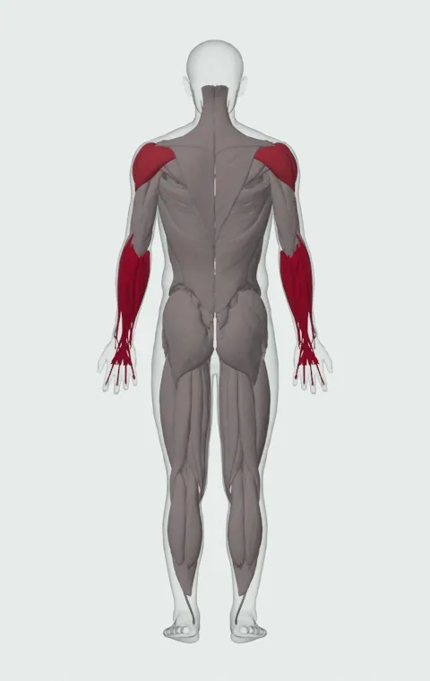 Bottoms-Up Hang Clean: the muscles it trains, from behind. Primary — Forearm Flexors and Forearm Extensors. Also worked — Long Head, Short Head, Anterior Deltoid, Lateral Deltoid and 1 more.
