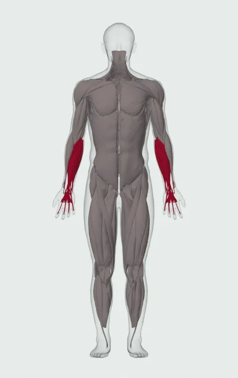 Wrist Rotations with Straight Bar: the muscles it trains, from the front. Primary — Forearm Flexors and Forearm Extensors.