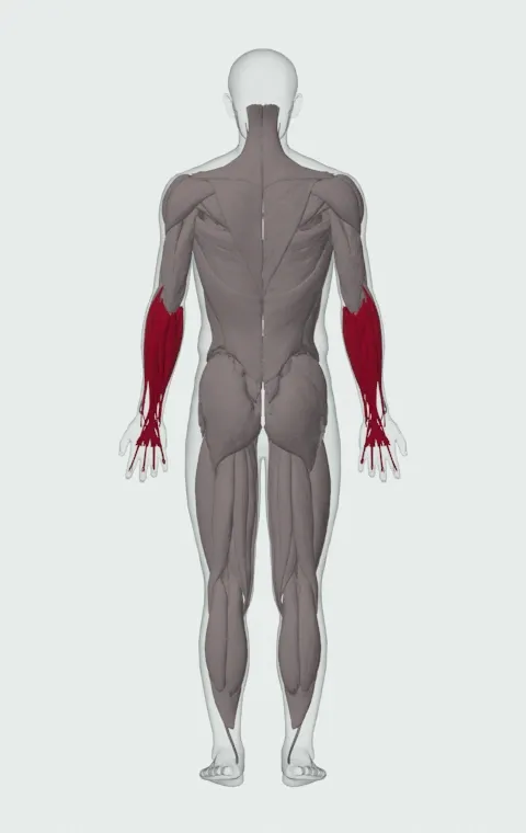 Wrist Rotations with Straight Bar: the muscles it trains, from behind. Primary — Forearm Flexors and Forearm Extensors.